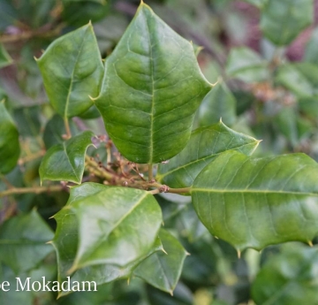 American holly leaves.