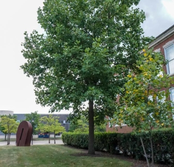A tulip poplar outside of Rockwell Hall.