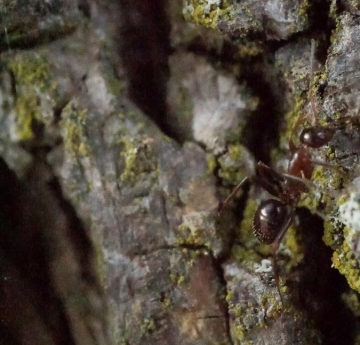 A carpenter ant traverses the lichen-coated crags of tulip poplar bark.