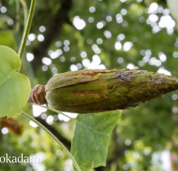 A seed pod of a tulip poplar.