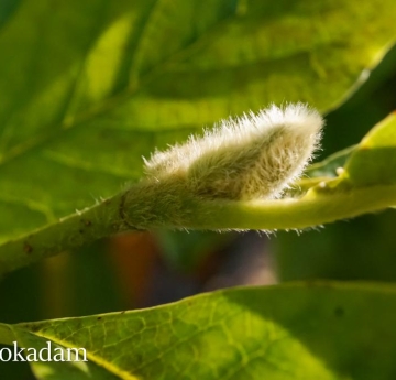 A small, fuzzy magnolia bud.