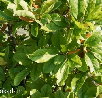 Magnolia foliage illuminated by the evening sun.