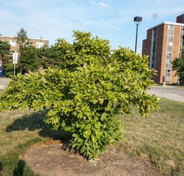 A small magnolia in late summer that has dropped its flowers and is now producing fuzzy buds that will become seed pods.