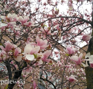 A magnolia tree heavily laden with large, pink blossoms.