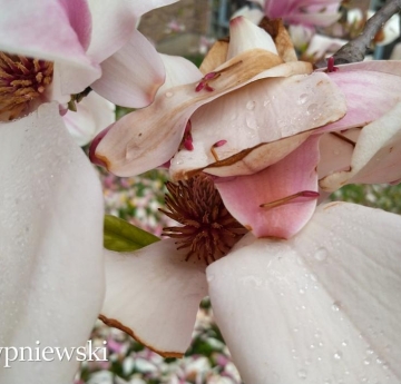 A closeup of magnolia blossoms. The soft, pink and white petals are adorned with glittering beads of water.