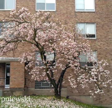 A magnolia in full bloom outside of Perry Hall.