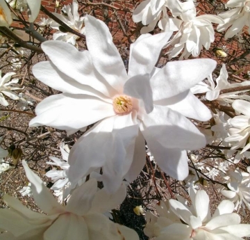 A closeup of a large, white star magnolia blossom.