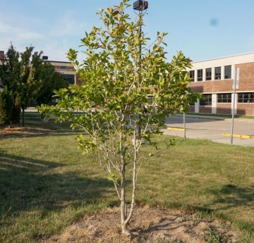 A star magnolia located outside of the Tech Building. 