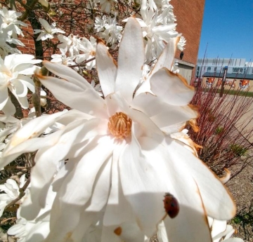 A closeup of a large, white star magnolia blossom. A ladybug clings to one of the petals.