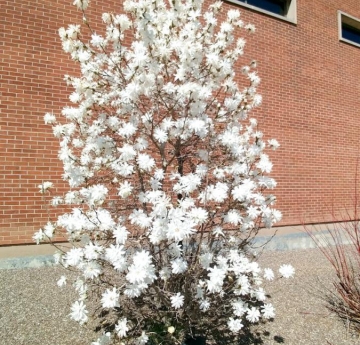 A star magnolia in full bloom, laden with numerous white, star-shaped flowers.