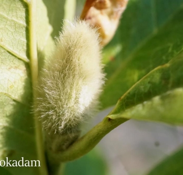 A small, fuzzy star magnolia bud.