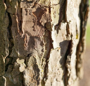 The bark of a Sargent's crabapple.