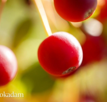 A closeup of a Sargent's crabapple.