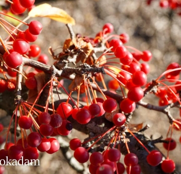 The bright red fruits of a Sargent's crabapple.