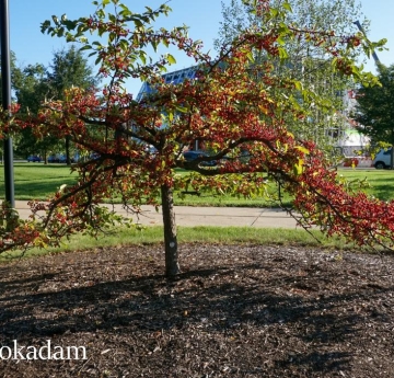 A Sargent's crabapple located outside of Rockwell Hall.