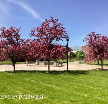 A crabapple in full bloom outside of the Tech Building. 