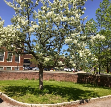 A crabapple in full bloom outside of Rockwell Hall. Crabapple blossoms come in a variety of shades that range from pure white to hot pink.