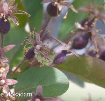 Crabapple blossom slowly develop into tiny crabapples.