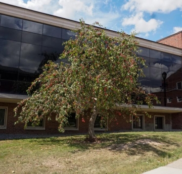 A crab apple tree outside of Moot Hall, heavily laden with crabapples.