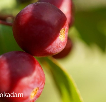 A closeup of crabapples.