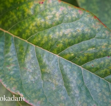 A closeup of a black tupelo leaf displaying shades of yellow, green, and red.