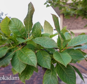 Black tupelo foliage, displaying ovate leaves with shades of green, yellow, and tinges of red.