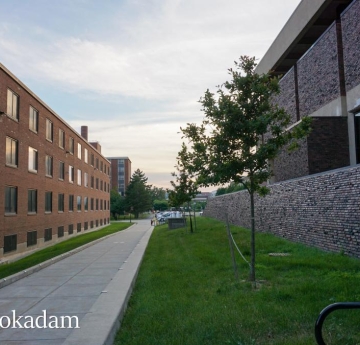 A row of black tupelos outside of the Campbell Student Union at sunset.