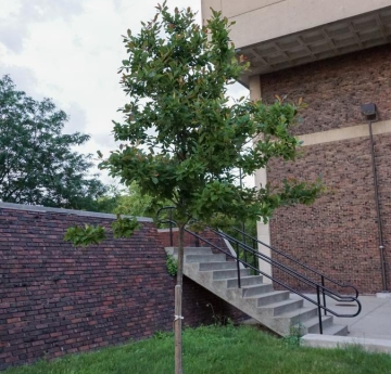 A young black tupelo outside of the Campbell Student Union.