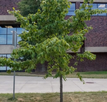 An eastern hophornbeam outside of the EH Butler Library and Caudell Hall.