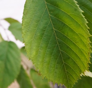 A closeup of an eastern hophornbeam leaf.