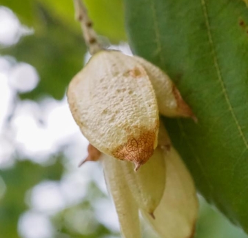 The hop-like fruit of an eastern hophornbeam encloses developing seeds.