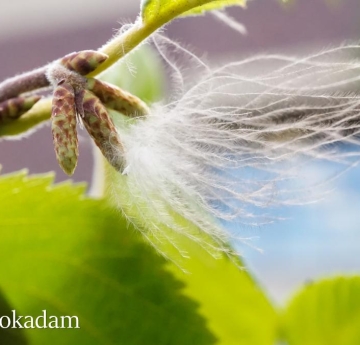 Down from a fledgling bird clings to the male catkins of an eastern hophornbeam.