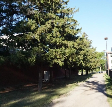 A row of Norway spruce outside of Upton Hall.