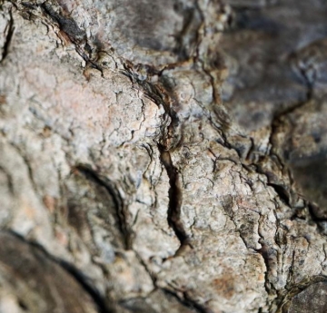 A closeup of Norway spruce bark.
