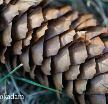 A closeup of a Norway spruce cone.