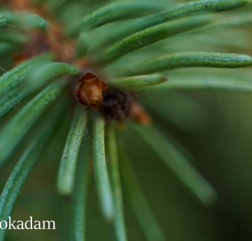 A closeup of Norway spruce needles.