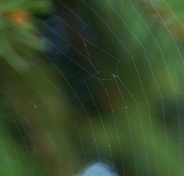 An intricate spiderweb clings to Norway spruce needles.