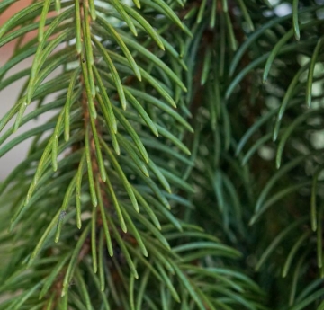 Norway spruce foliage.