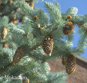 The buff brown cones of a Colorado blue spruce complement its silvery-green needles