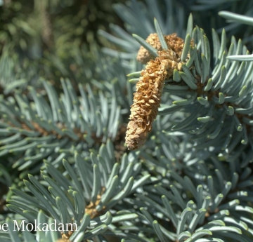 The male catkin of a Colorado blue spruce.