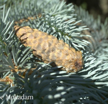 The fallen cone of a Colorado blue spruce rests neatly in its branches.