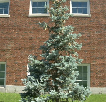 A Colorado blue spruce outside of the Donald Savage Building.