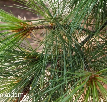 The foliage of an eastern white pine.