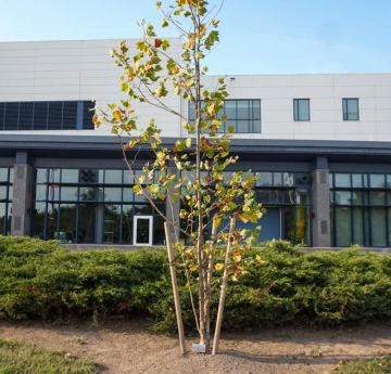 A young American sycamore stands outside of the Tech Building. It is a descendant of the oldest tree in Buffalo.
