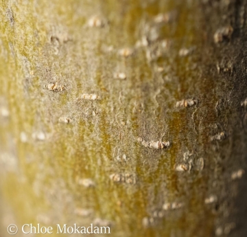 The smooth, yellow-brown bark of an American sycamore is studded with tiny "eyes"