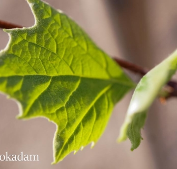 A closeup of developing American sycamore leaves.