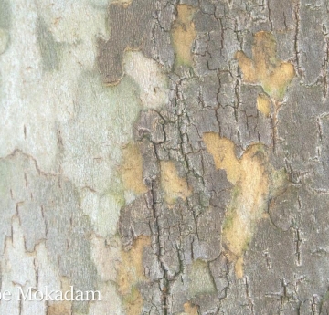 A closeup of London planetree bark. The grey, outer bark sloughs off to reveal the new, yellow-to-creamsicle-orange bark beneath. As it matures, the new bark fades to light green and later matures to a dusty grey. 