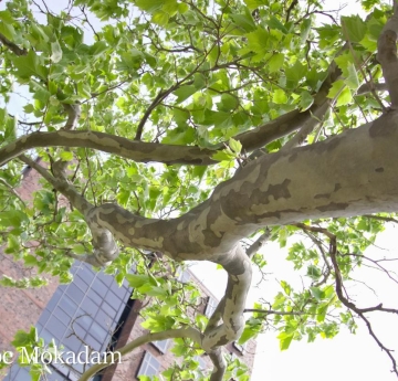 The long, swooping branches and bright green foliage of a London planetree. It is easily identified by its unique, colorful bark.