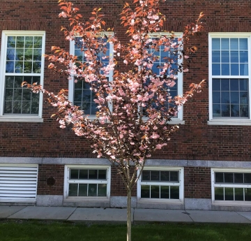 A Japanese flowering cherry outside of Ketchum Hall. This cultivar is known as 'Royal Burgundy' and bears deep, burgundy foliage.
