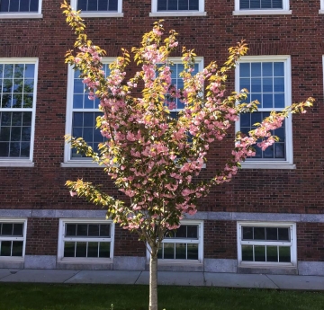 A Japanese flowering cherry laden with large, pink blossoms outside of Ketchum Hall. 
